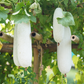 Winter Melon (Benincasa Hispida)