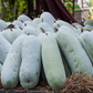 Winter Melon (Benincasa Hispida)