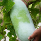 Winter Melon (Benincasa Hispida)