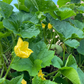 Winter Melon (Benincasa Hispida)