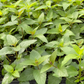 Bergamot, 'Sweet Leaf' (Monarda fistulosa)