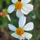 Spanish Needle (Bidens Alba)