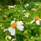 Spanish Needle (Bidens Alba)