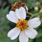 Spanish Needle (Bidens Alba)