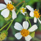 Spanish Needle (Bidens Alba)