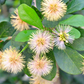 Black Bead (Pithecellobium keyense)