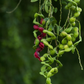 Black Bead (Pithecellobium keyense)