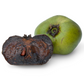 Black Sapote, Seedling (Diospyros nigra)