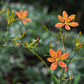 Blackberry Lily (Iris domestica)