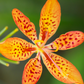 Blackberry Lily (Iris domestica)