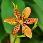 Blackberry Lily (Iris domestica)