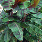Blood Banana (Musa acuminata var. zebrina)