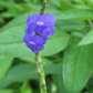 Blue Porterweed (Stachytarpheta jamaicensis)
