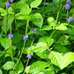 Blue Porterweed (Stachytarpheta jamaicensis)