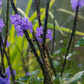 Blue Porterweed (Stachytarpheta jamaicensis)