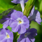 Blue Porterweed (Stachytarpheta jamaicensis)