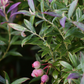 Blueberry 'Native Florida' (Vaccinium darrowii)