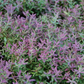 Blueberry 'Native Florida' (Vaccinium darrowii)
