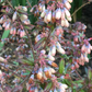Blueberry 'Native Florida' (Vaccinium darrowii)