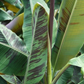 Banana 'Bordelon' (Musa)