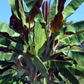 Banana 'Bordelon' (Musa)
