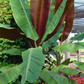 Banana 'Bordelon' (Musa)