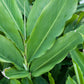 Cardamom (Elettaria cardamomum)