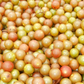 Southern Muscadine Grape Bundle: Carlos + Alachua +Southern Home'