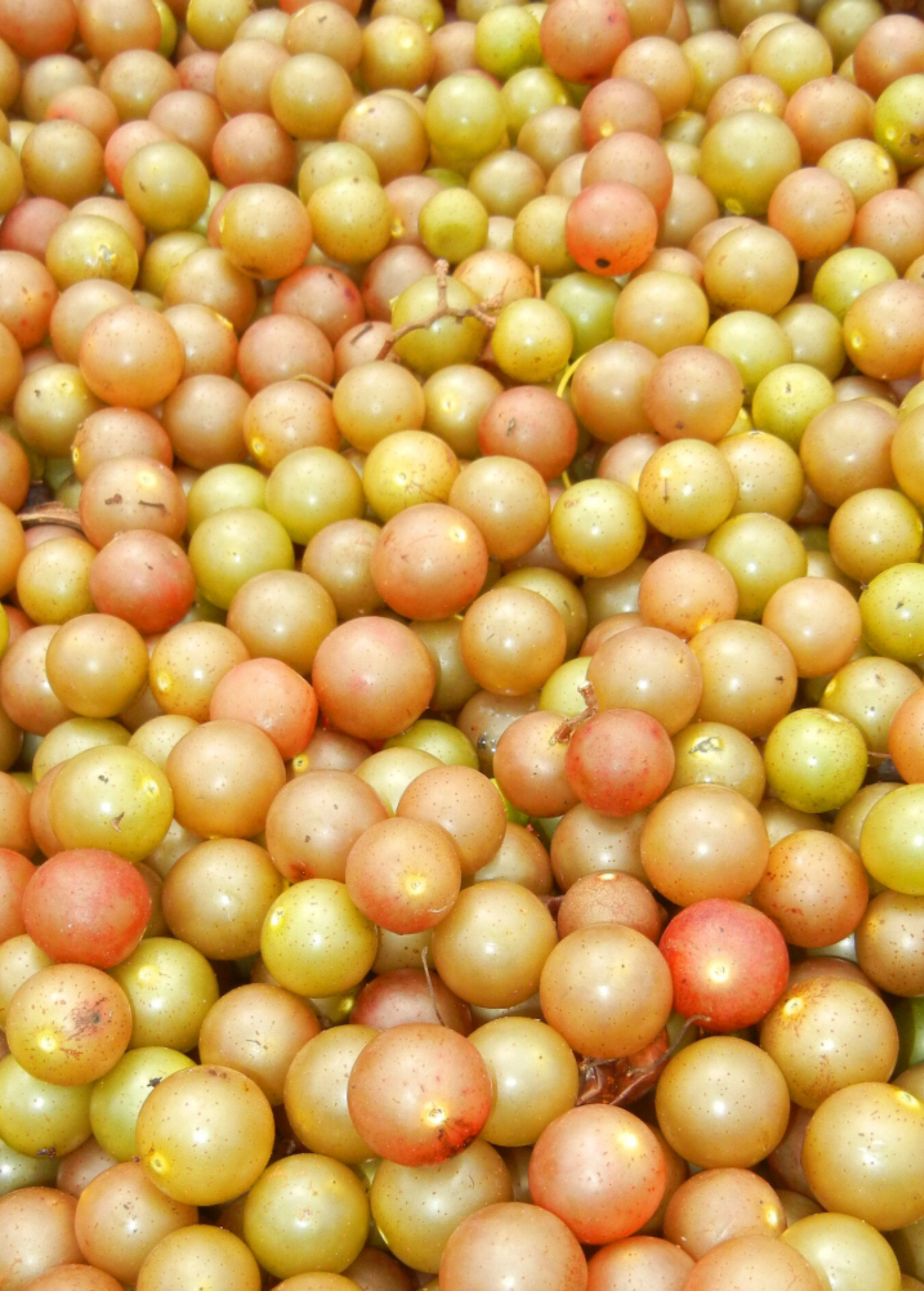 Grape 'Carlos' (Vitis rotundifolia 'Carlos')