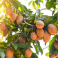Sapodilla 'Brown Sugar' (Manilkara zapota)
