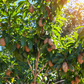 Sapodilla 'Brown Sugar' (Manilkara zapota)