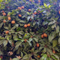 Mamey Sapote 'Magana' (Pouteria sapota)