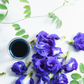 Butterfly Pea (Clitoria ternatea)
