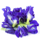 Butterfly Pea (Clitoria ternatea)