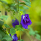 Butterfly Pea (Clitoria ternatea)