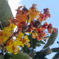 Nance (Byrsonima crassifolia)