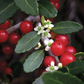Yaupon Holly (Ilex vomitoria)