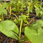 Duck Potato (Sagittaria latifolia)