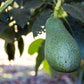 24 Large Fuerte Avocados - Fresh From the Farm
