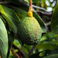 12 Large Hass Avocados - Farmers Dozen