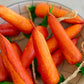 String of Artificial Carrots