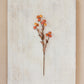 Yellow & Orange Berry Stem