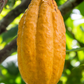 Cacao, Yellow (Theobroma cacao)