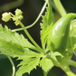 Caigua (Cyclanthera pedata)