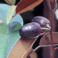 Caimitito, Satin Leaf (Chrysophyllum oliviforme)