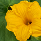 Calabaza (Cucurbita moschata)