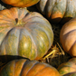 Calabaza (Cucurbita moschata)