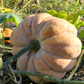 Calabaza (Cucurbita moschata)