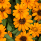 Orange Calendula (Calendula officinalis)