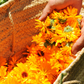 Orange Calendula (Calendula officinalis)